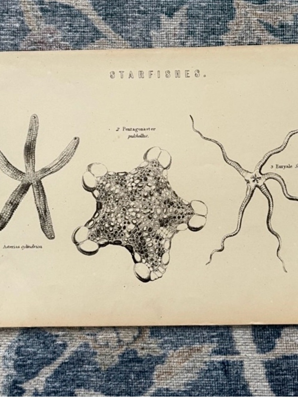 Vintage Starfishes Scientific Wall Art Print - Beige and Black